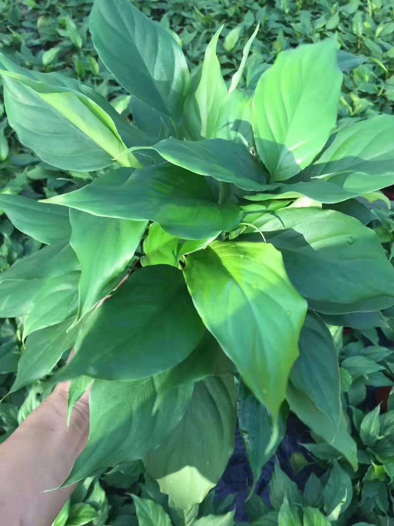 基地直供 观叶植物小盆栽绿化墙专用净化空气花卉140广东万年青