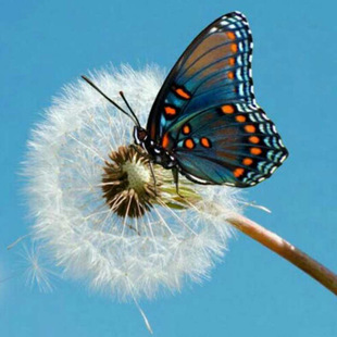 diy钻石画满钻 新款蒲公英蝴蝶 钻石绣 跨境亚马逊货源厂家批发