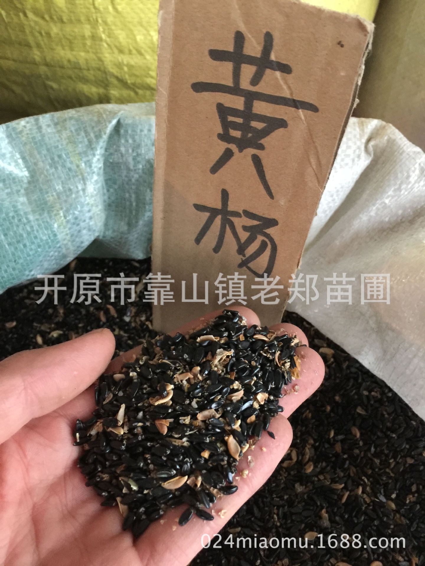 种业批发 小叶黄杨种子 耐寒耐旱耐湿 东北黄杨木种 朝鲜黄杨种子