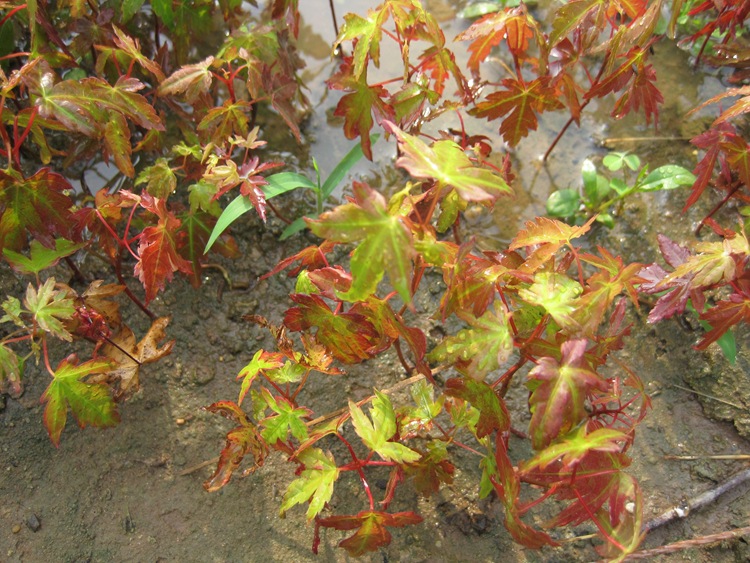 五角枫种子三角枫种子青枫种子日本红枫种子美国红枫种子鸡爪槭籽