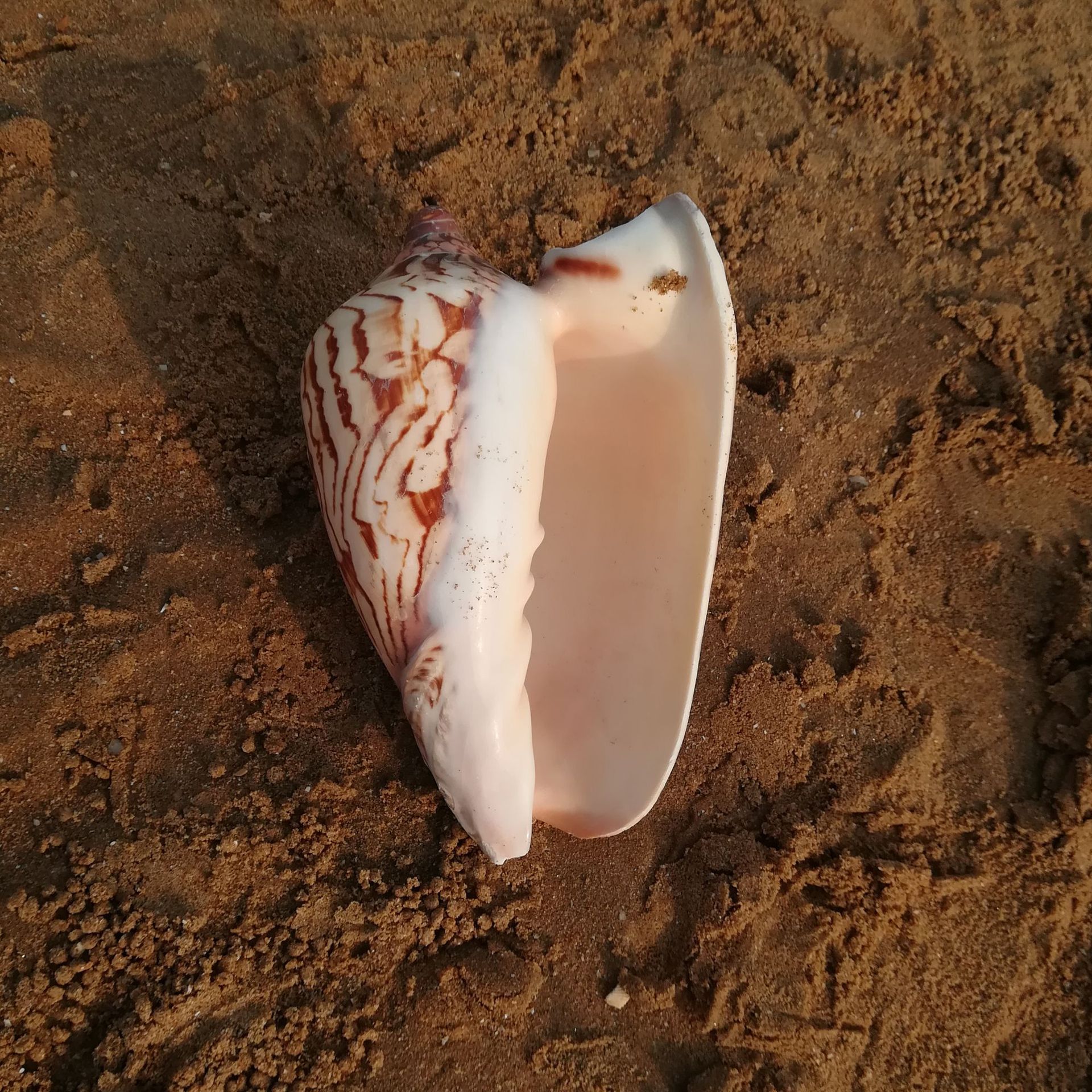 批发天然大海螺 山水螺 涡螺 鱼缸造景居家摆设diy 地台摆件