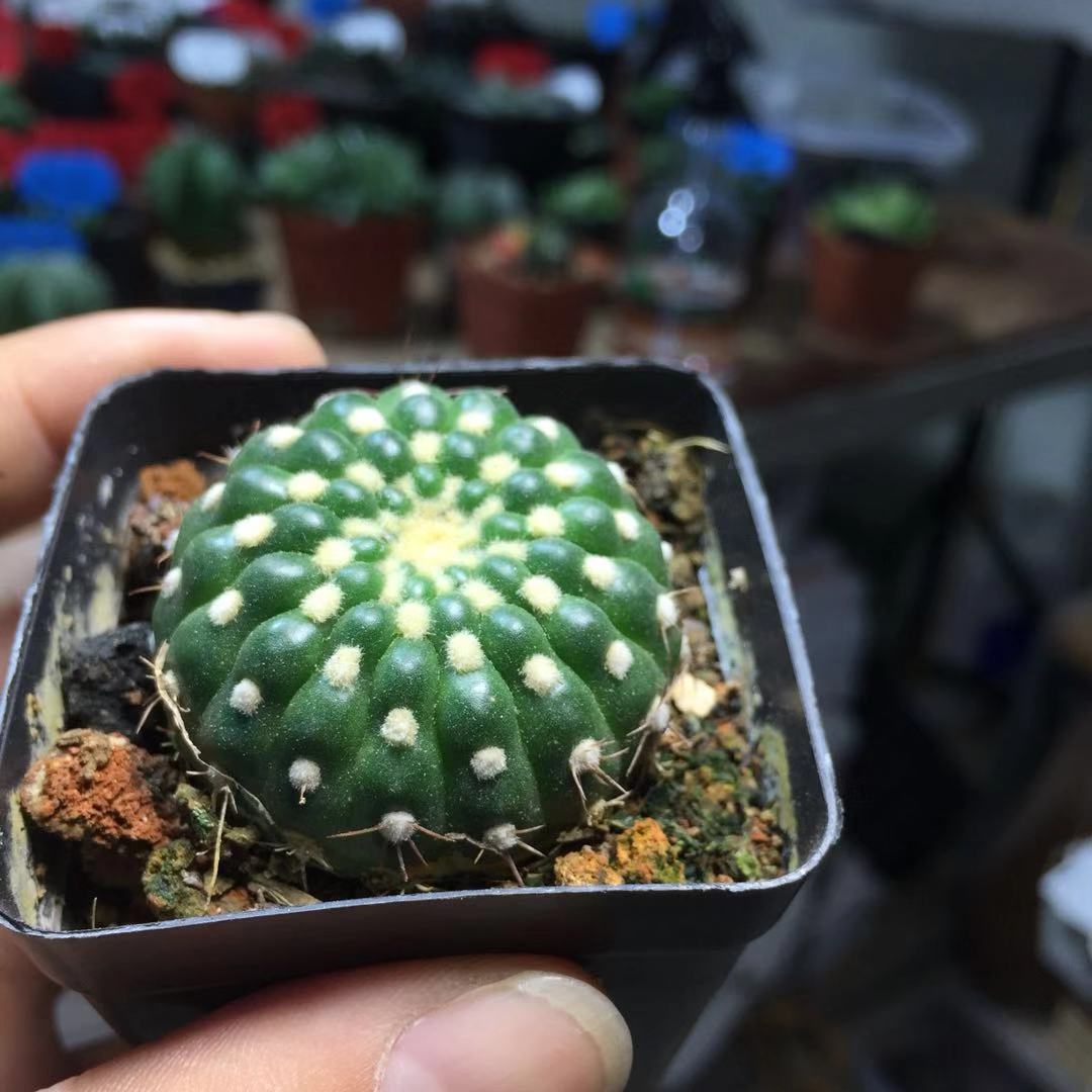 眩美玉办公桌盆栽肉球 室内盆栽多肉球球