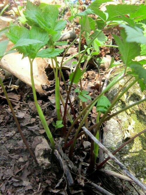 东北野生山野菜大叶芹