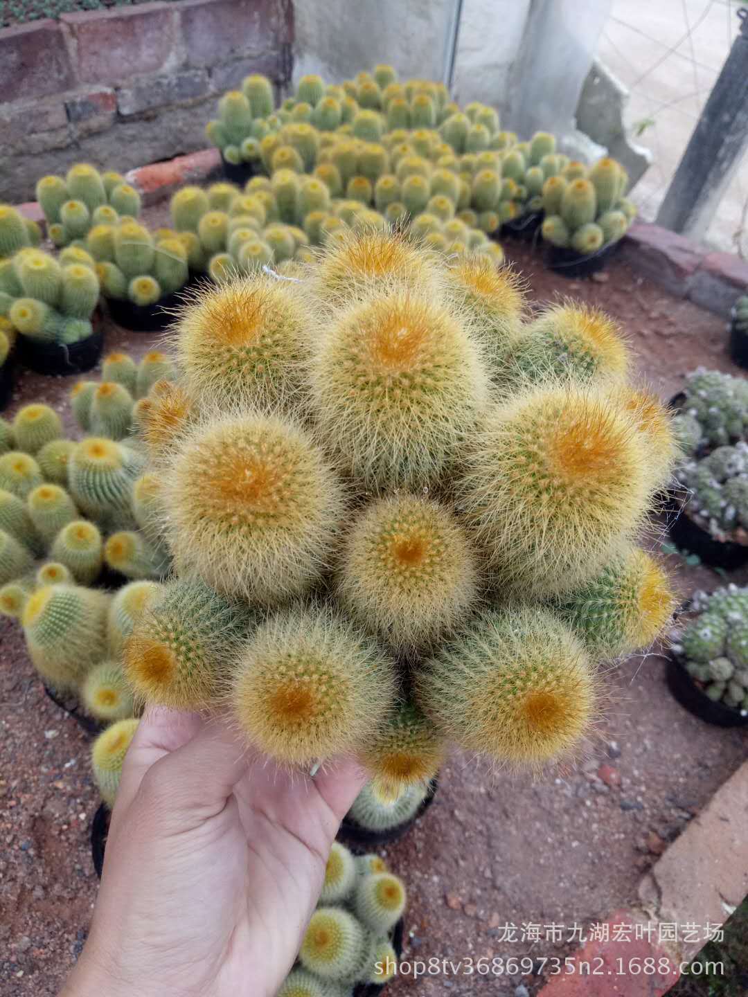 宏叶花卉 金丝猴群仙人球 直径13公分 多肉植物沙生植物产地直批