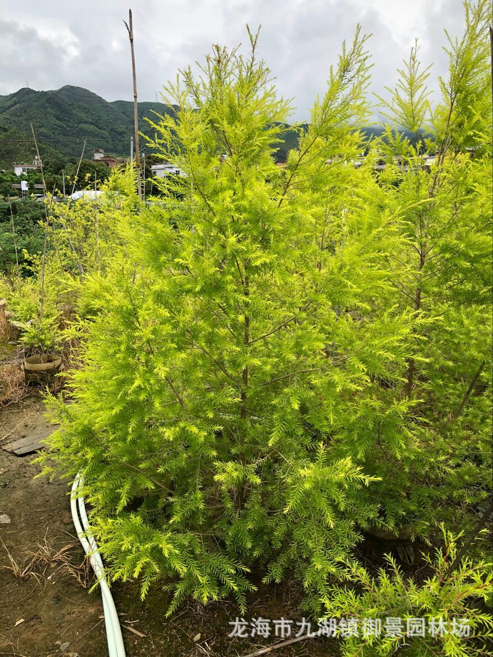 福建黄金宝树价格 黄千层黄金香柳报价 福建千层金种植基地批发