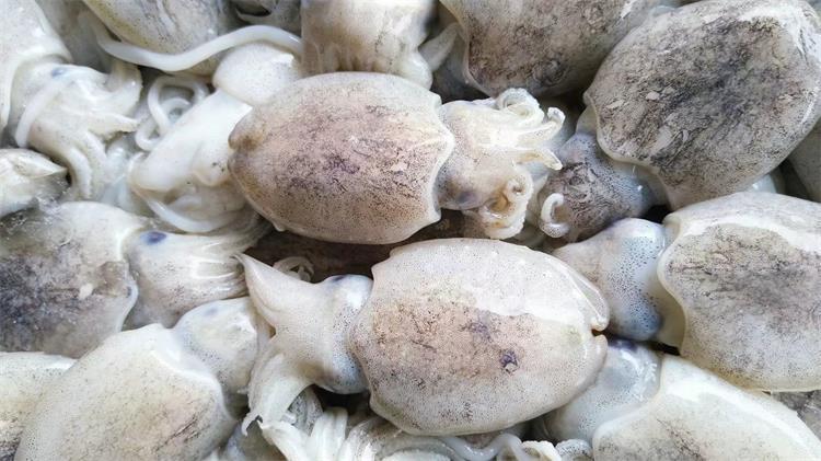 海鲜冷冻批发 墨鱼仔目鱼仔新鲜海捕 纯天然高质量 馈赠送礼佳品