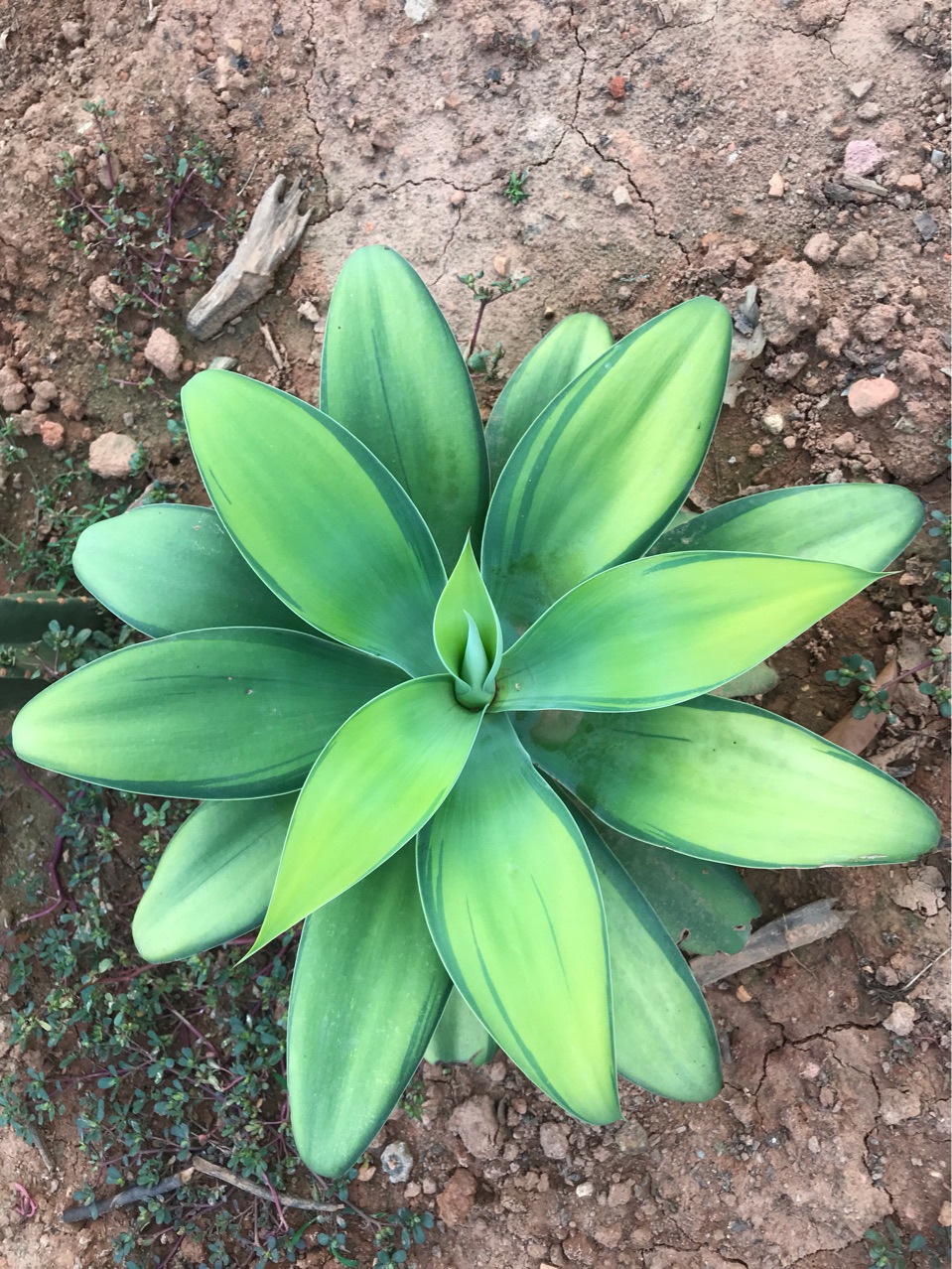 狐尾翡翠盘锦初绿锦初绿黄中斑狐尾翡翠盘黄中斑龙舌兰科初绿