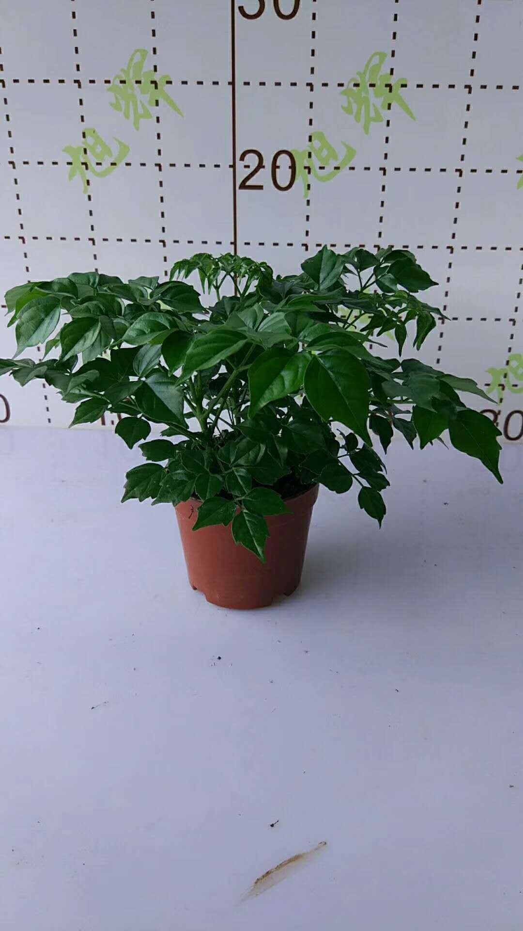 商品描述是否属于礼品否是否跨境出口专供货源否规格a90#小富贵树植物