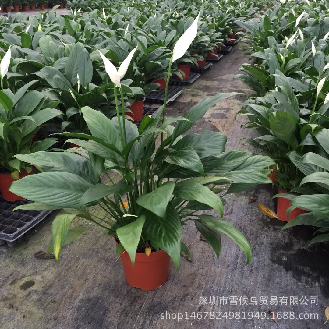 优质精品美酒白掌盆栽绿植基地批发一帆风顺白鹤芋盆景室内四季青