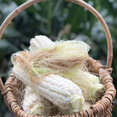 台湾冰糖牛奶玉米新鲜水果甜玉米即食生吃真空包装现摘现发玉米棒