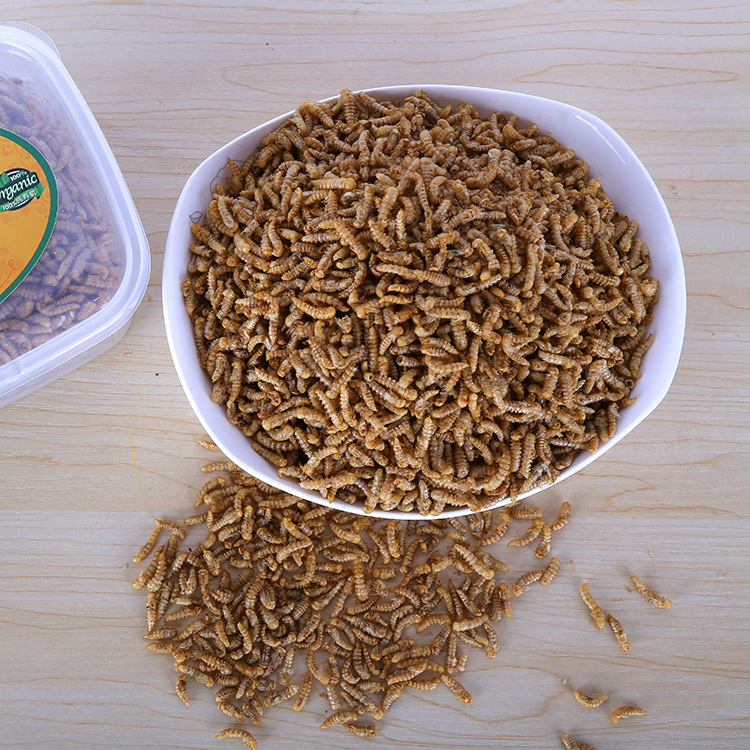 黄粉虫虫蛹干品 蛋白黄金蛹菜