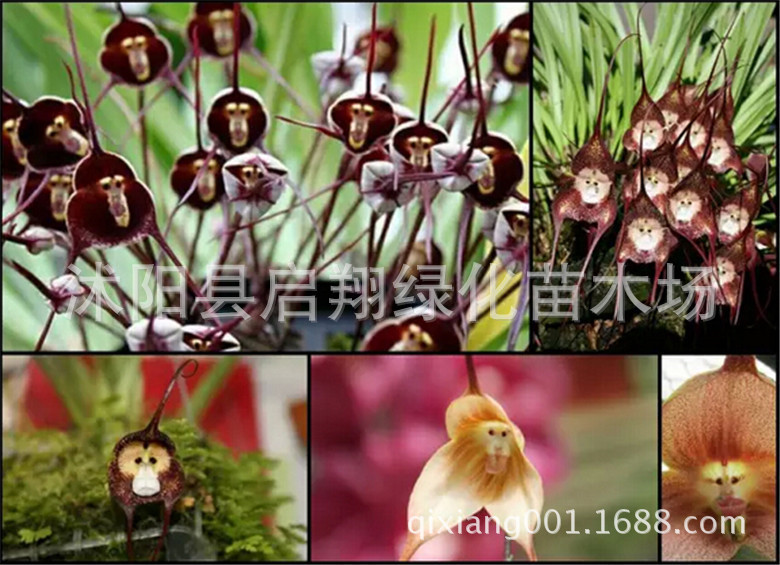 猴面花种子 奇特兰花种子稀有猴面兰猴面小龙兰种子四季播种