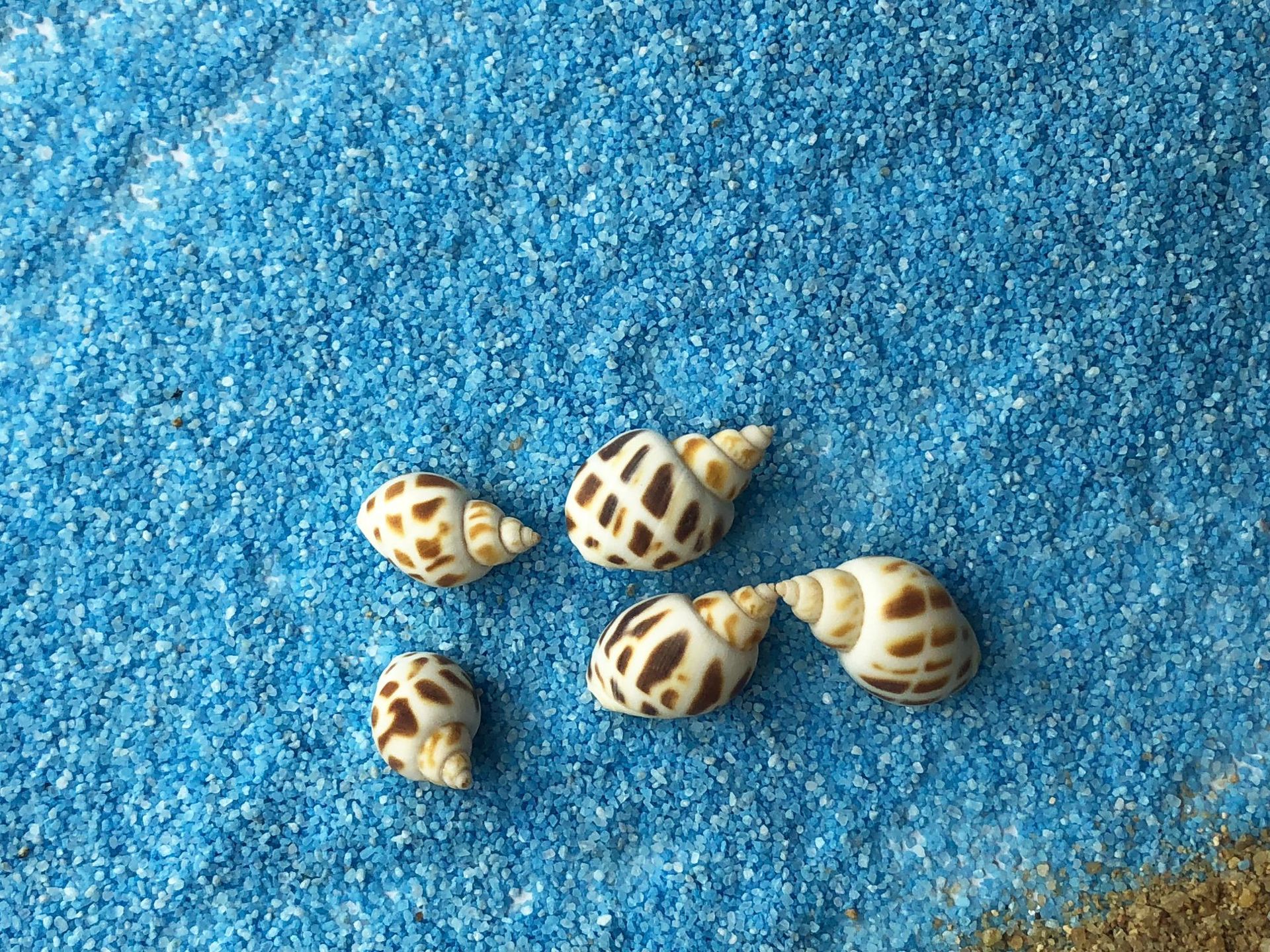 微景观天然海螺贝壳 寄居蟹替换壳 鱼缸底饰 东风螺花点螺