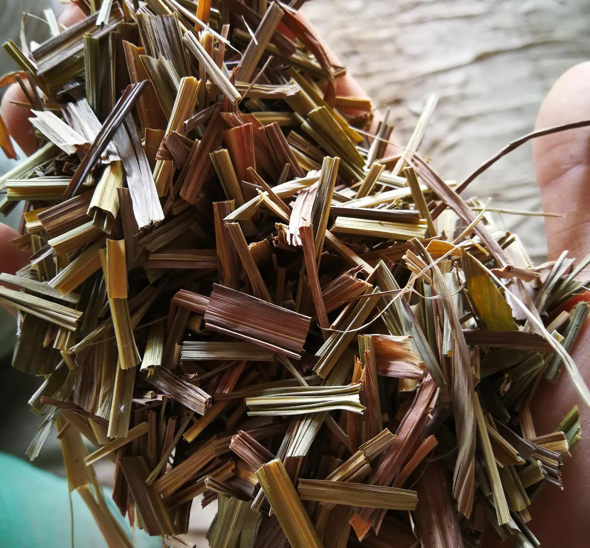 供应香茅草 柠檬草 柠檬香茅草 香茅 做茶饮 火锅调料