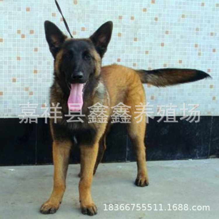 纯种黄马马犬多少钱一只|纯种黑马马犬价格|马犬养殖基地出售幼犬