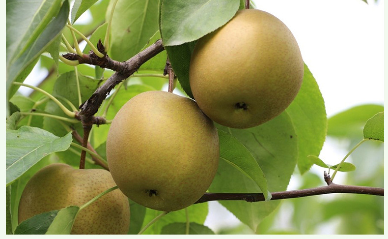 桂花梨苗 黄花梨树苗 嫁接沙梨苗 可盆栽耐寒水果树苗脆爽肉甜