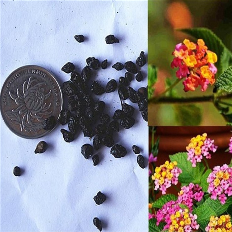 散装五色梅种子如意草五彩花五雷丹五色绣球变色草马樱丹种子批发