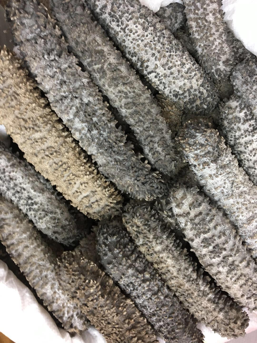 非洲淡干梅花参 水发水产发头惊人 产地直销一手货源-阿里巴巴