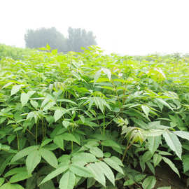 红香果树苗-红香果树苗厂家,品牌,图片,热帖-阿里巴巴