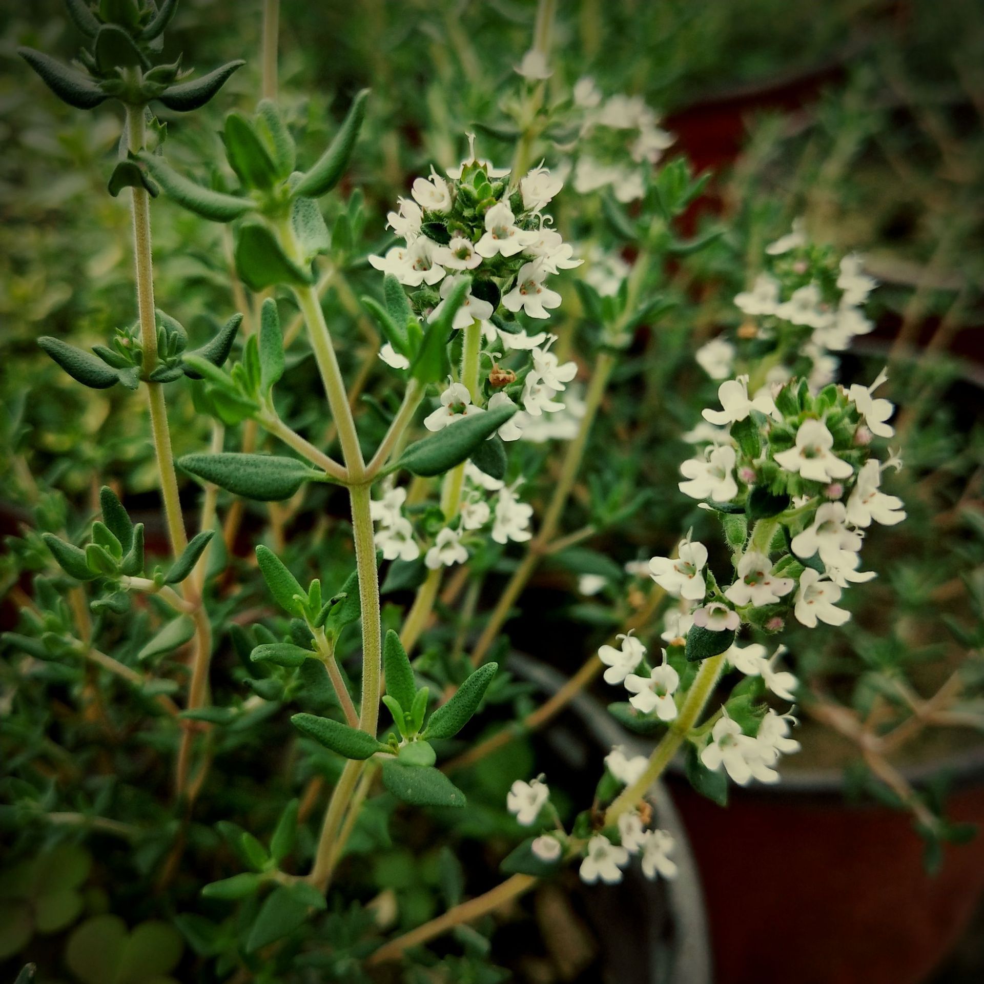 克拉香草 5种百里香种苗 阔叶 柠檬 金边 法国 可食用 品质保证