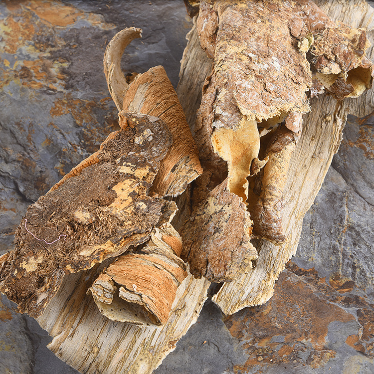 长白山白耙齿菌东北耙齿菌白耙齿菌自家深山采摘