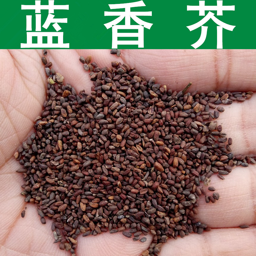草花种子蓝香芥种子兰香芥香花芥种子1件1斤