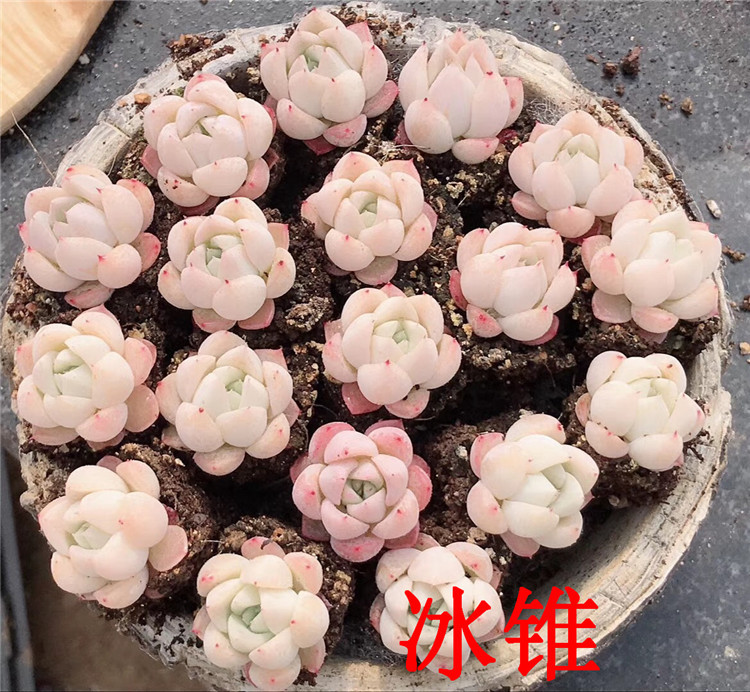 121多肉植物基地批发杂交新品冰锥3cm左右单头多肉品种