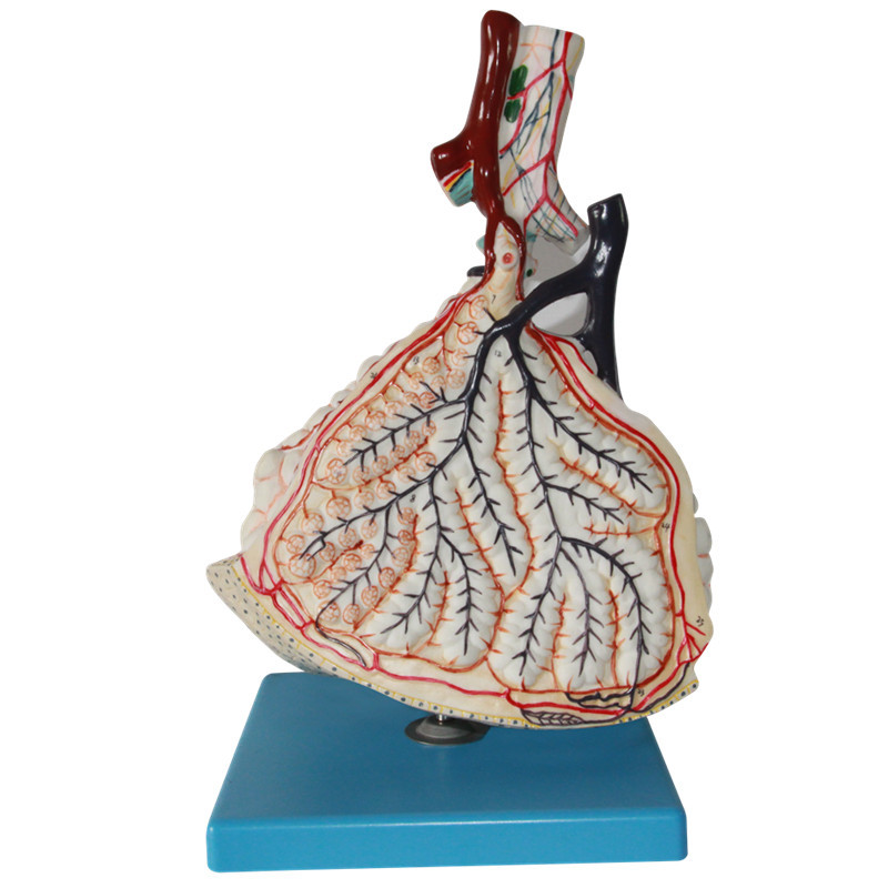 肺泡放大模型 人体肺解剖模型 呼吸器官系统模型