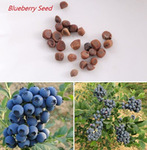 蓝莓种子 100粒/包
