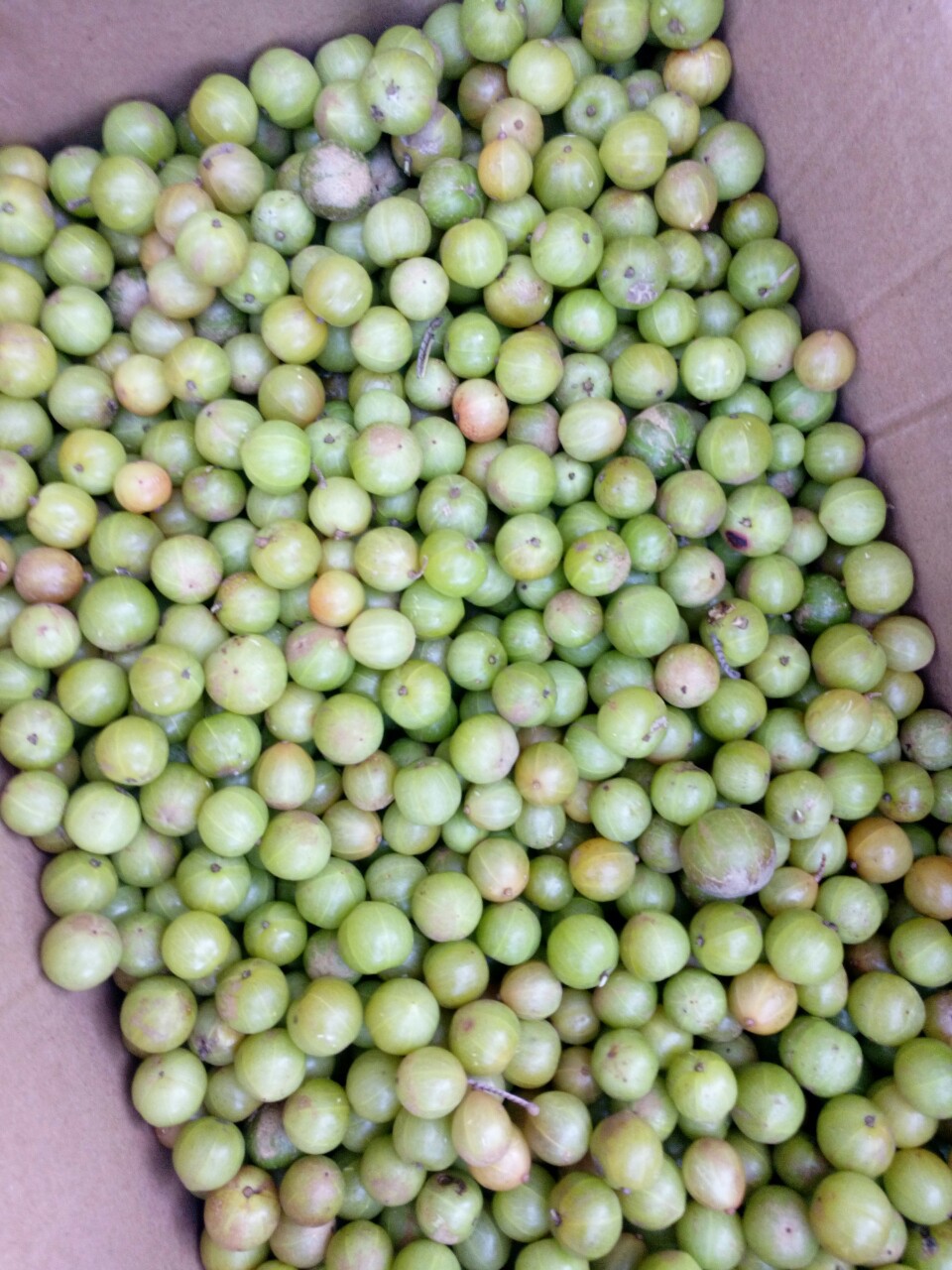 云南高原特产大深山的野生橄榄