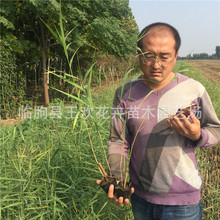 芦苇 青州花卉销售 芦苇小苗水体绿化  批发供应水生植物芦苇