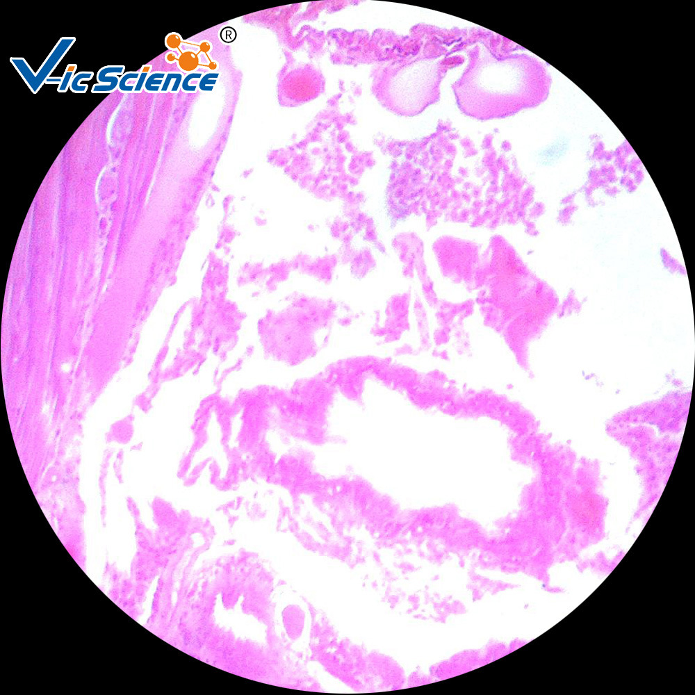 蚯蚓横切 生物切片 环节动物门 中小学显微镜专用