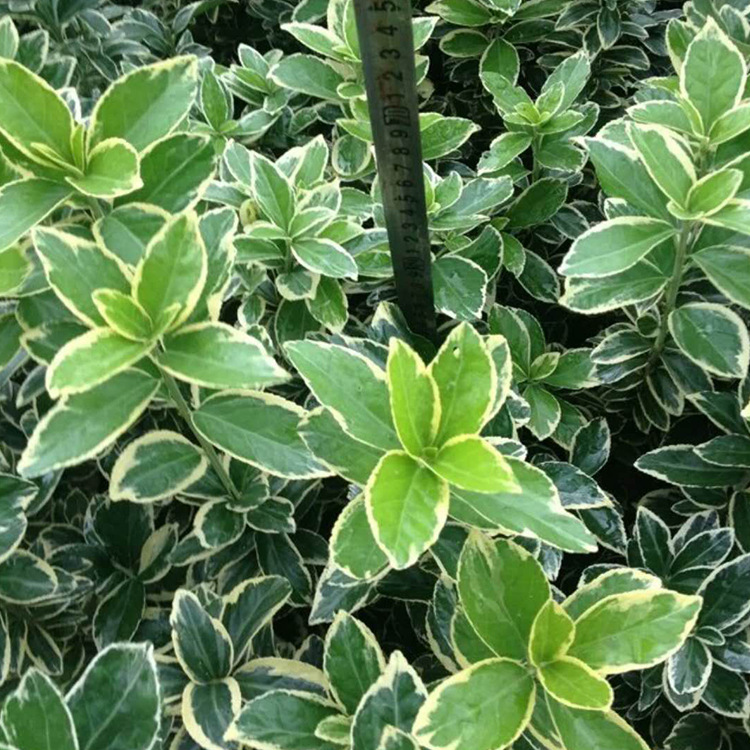 苗木 工程绿化 园林 黑土种植基质 金边黄杨色块 美观绿化