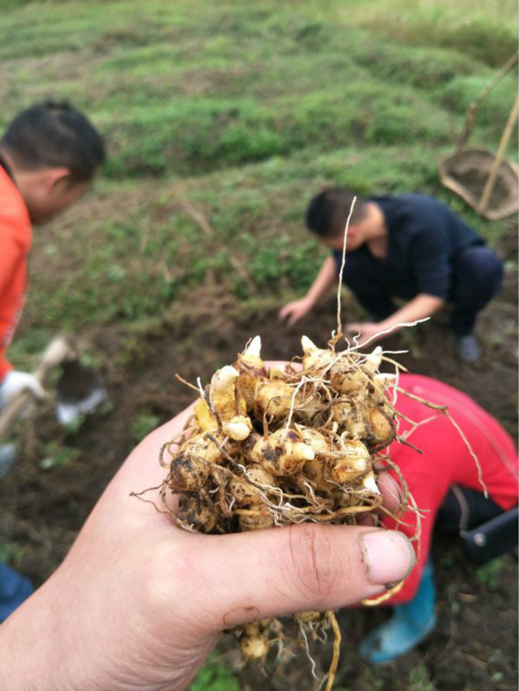 批发黄精种苗 鸡头黄精苗 姜形黄精苗 滇黄精种苗 多花黄精苗