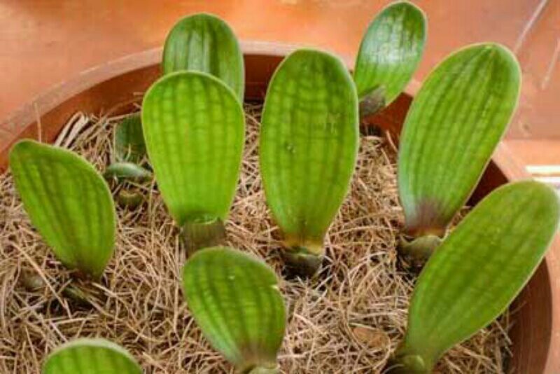 鞍山君子兰小苗