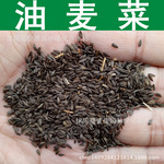 蔬菜种子 优质油麦菜种子 苦菜牛俐生菜四季莜麦菜种子 长叶莴苣