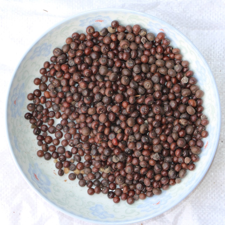 公司批发当年新采林木种子 龙鳞棕种子 龙鳞棕 保质保量 货到付款