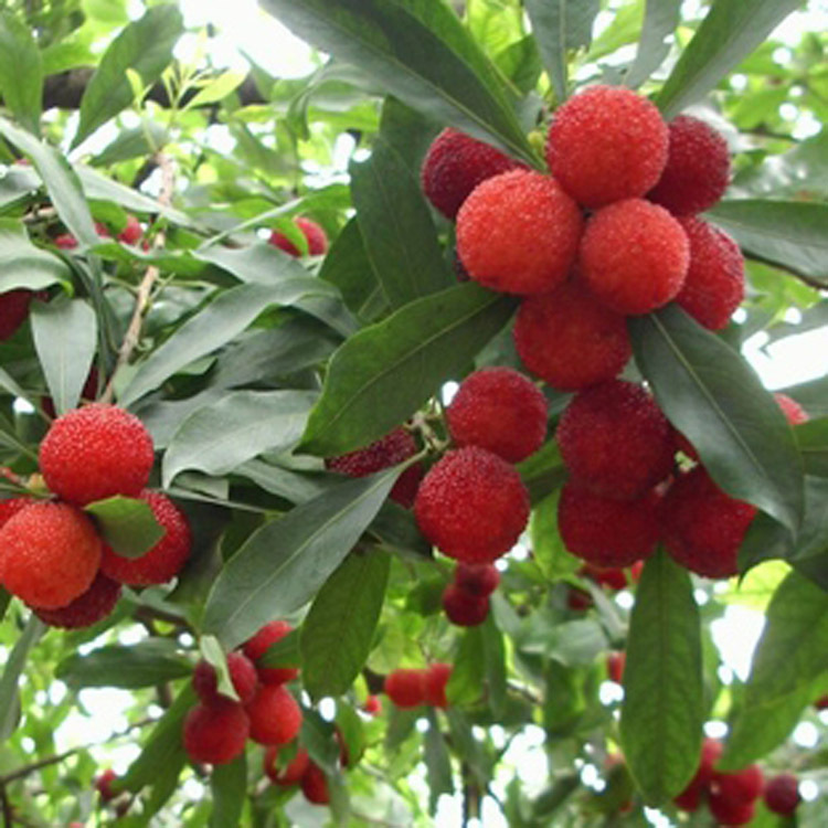 苗圃直销杨梅苗 光叶杨梅树苗 嫁接果树苗 品种齐全 量大优惠