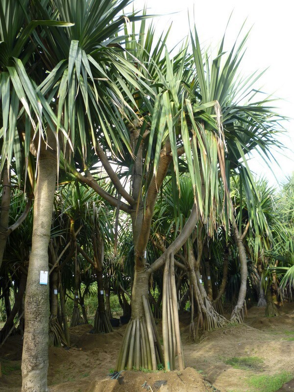 红刺露兜/红刺林投 大型红刺露兜树