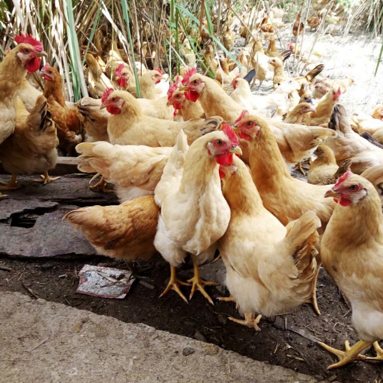 厂家仙居鸡苗批发|仙居土鸡苗|细脚土鸡养殖|仙居三黄