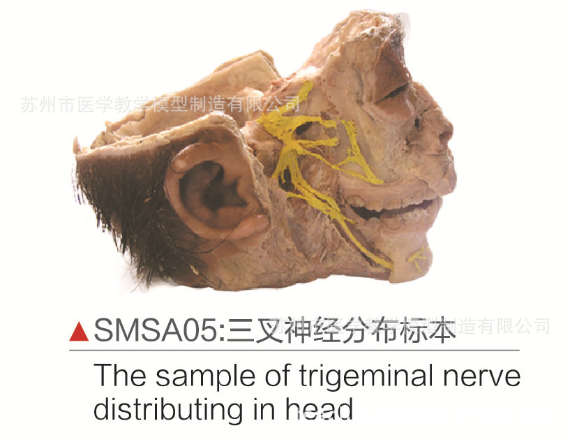 smsa05三叉神经分布标本