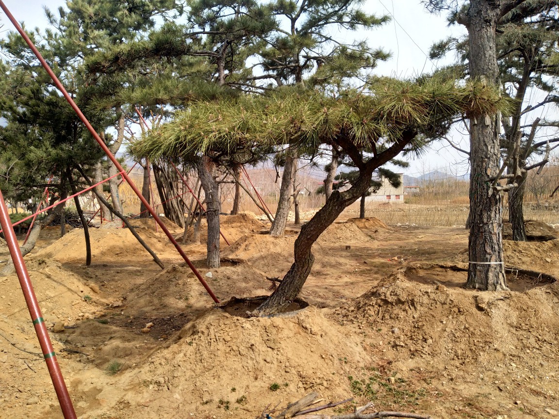 泰安最大的造型松基地