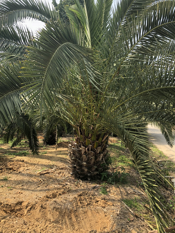 基地直销加拿利海枣长叶刺葵国际景观树别墅庭院造型树苗批发