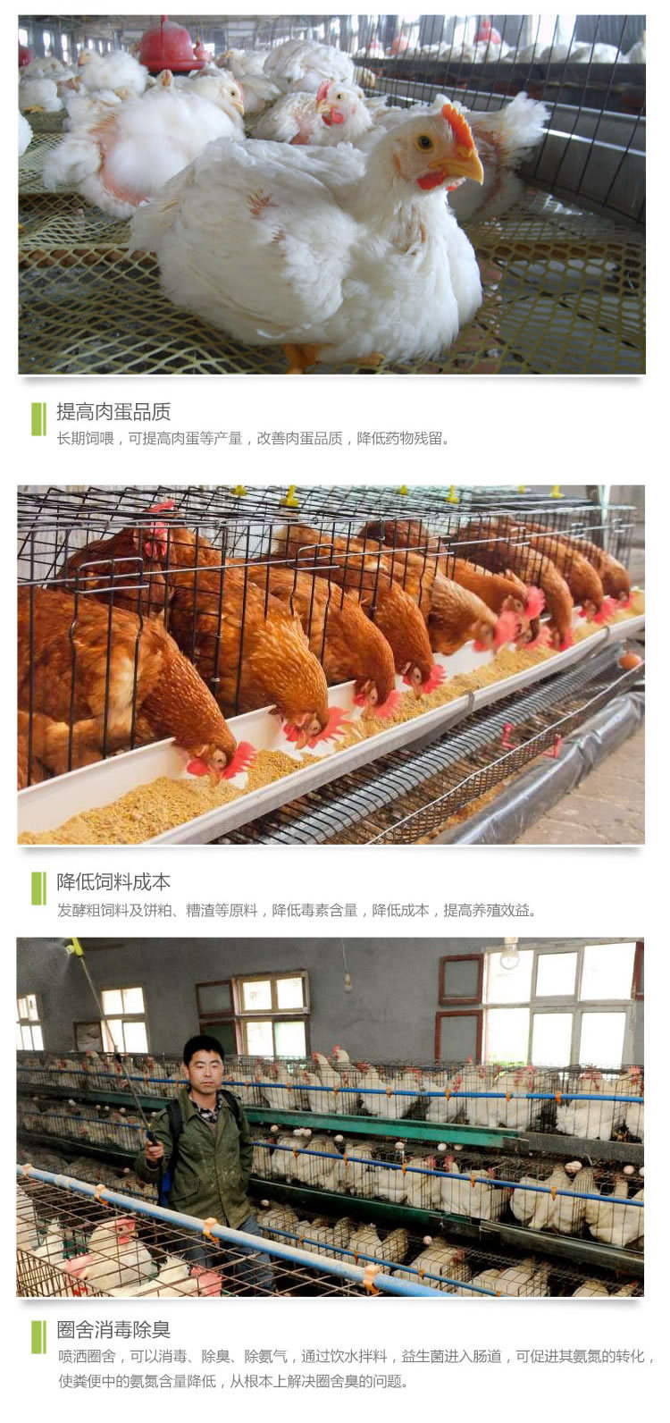 养鸡专用益生菌功能