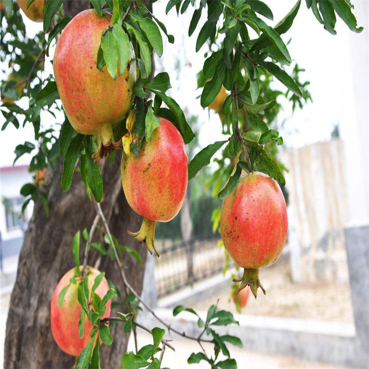 批发2年石榴树 突尼斯软籽石榴树价格 当年结果石榴酸甜可口