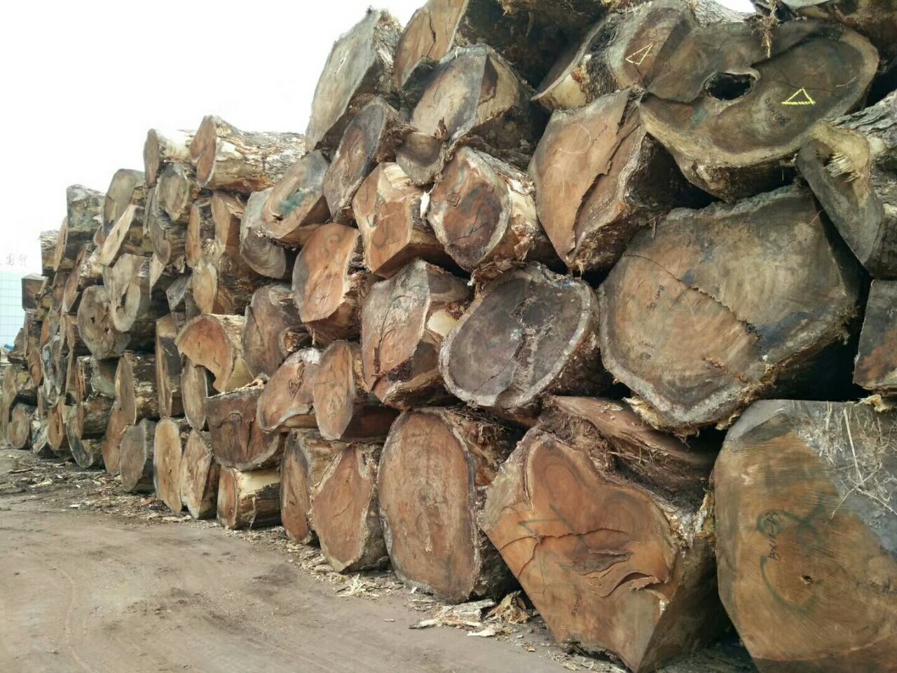 核桃木原木 黑胡桃板材 人面子家具地板工艺品旋切刨切核桃木木材