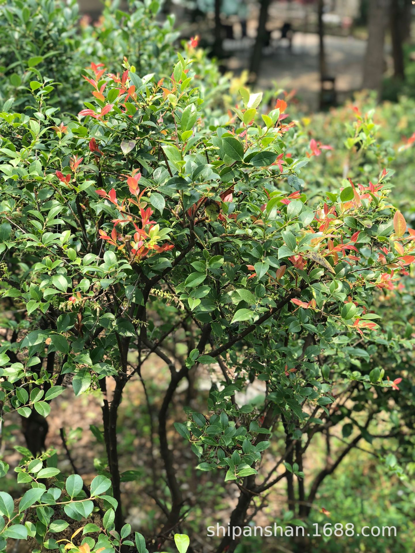 乌饭树-赣南木本植物图志-图片