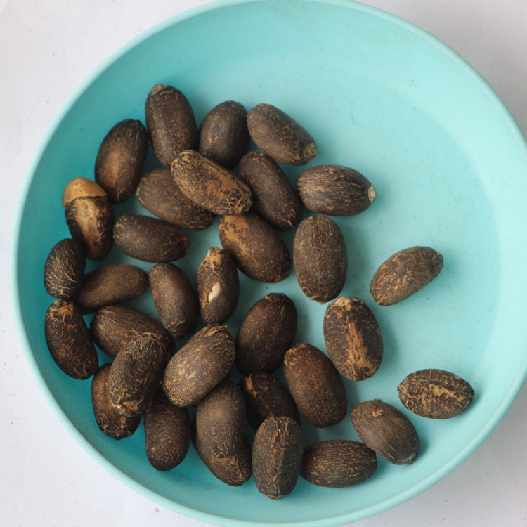 麻风树种子价格 发芽率高 麻疯树种子 林木种子 品种齐全 麻疯树