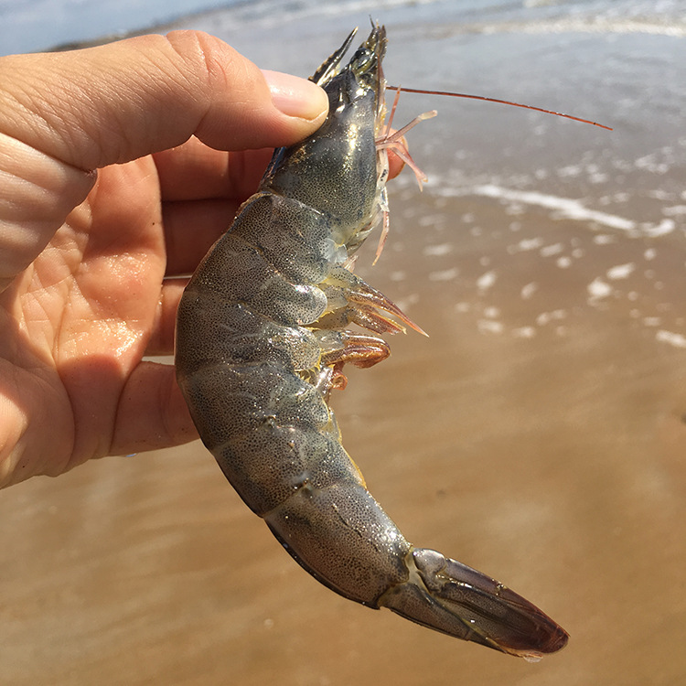 微商顺丰空运包邮 深海海捕甜虾冰虾盐冻无冰 新鲜水产大虾 代发