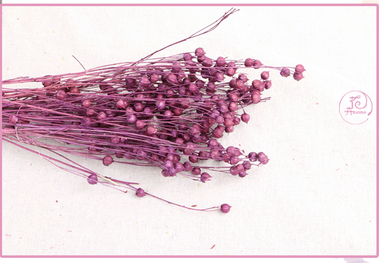 厂家批发干花相思豆干花花束情人豆干花礼物创意干花装饰道具制作